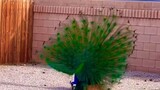 This is how peacocks mating