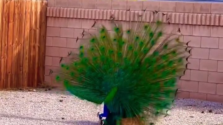 This is how peacocks mating