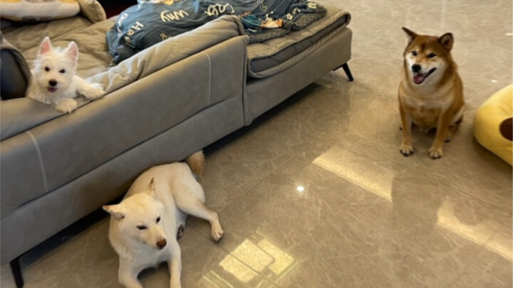 ابن أمي الكبير (الثالث ليس مربعًا)