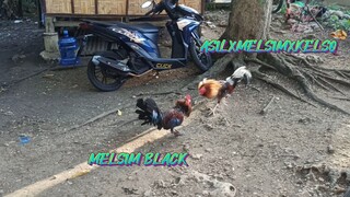 MELSIM BLACK VS ASILXMELSIMXKELSO   SPAR!!