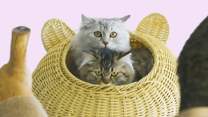 Seperti yang kita semua tahu, kucing dan penyedot debu memang tidak akur.