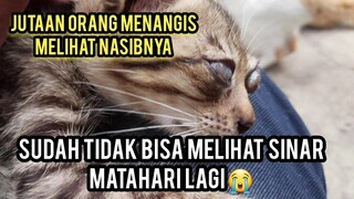 Astagfirullah Anak Kucing Liar Minta Pertolongan Sudah Buta Total Langsung Bawa Ke Dokter..!