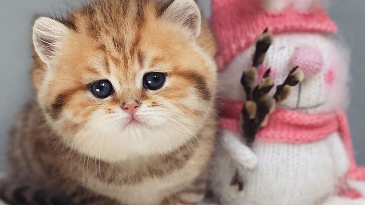 This might be the most wronged little kitten in the world~