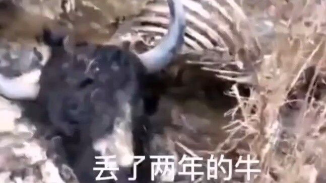 Sapi yang hilang selama dua tahun akhirnya ditemukan