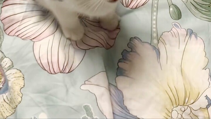 Some kittens learn to "sit" before their teeth have even grown!