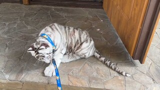 Kucing kecil berubah setiap hari