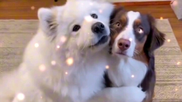 I want to be the very best friend in the world with you #Pets#CutePets#Samoyed