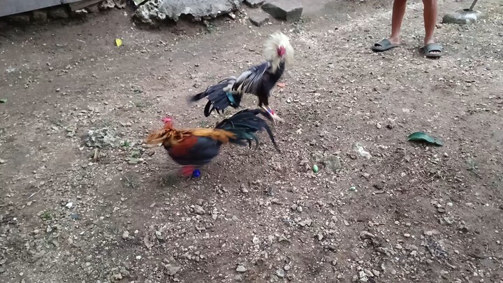 Navajero Gilmore VS Armalite Grey Spar