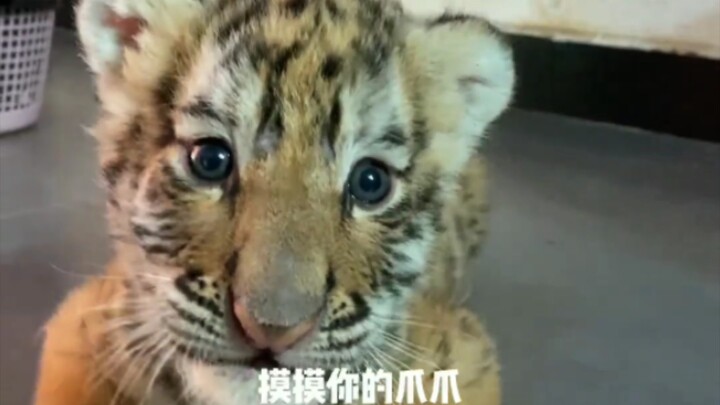 After its paw gets petted, the cute little tiger licks the person’s hand in return.