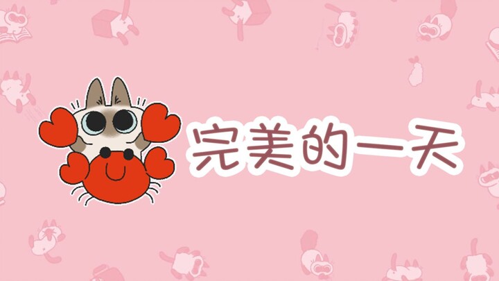 [Siamese Cat Xiaodou Ni] Can I lend you a day to play with me?ヾ(๑╹◡╹)ﾉ"