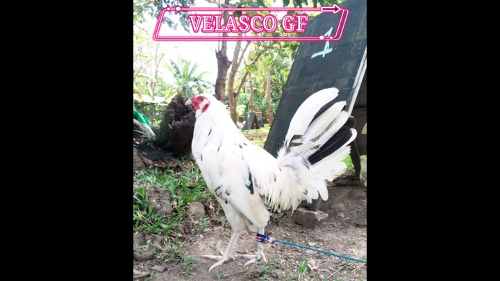 WHITE HENNIE 10MthsOld//SIGNATURE LINE🐓//VELASCOGF✨