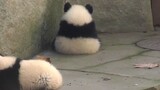 Panda Asli! - Seri Panda (84)