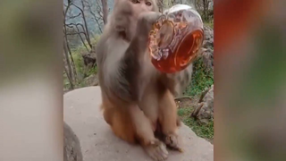 เครื่องดื่มลิง