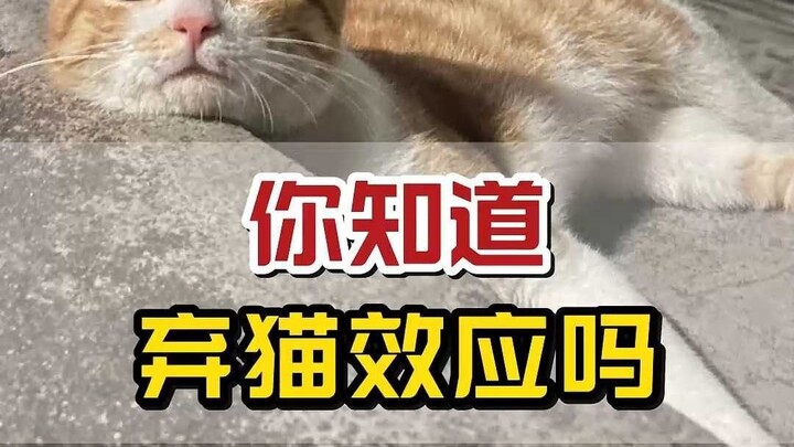 คุณรู้จักปรากฏการณ์แมวถูกทิ้งไหม?