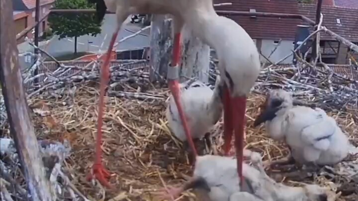Choices at the Tip of the Beak: A Mother Bird Personally Ends the Life of a Weak Chick