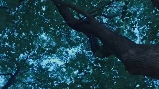 สายดีดซีรี่ย์_ (เต็มเรื่อง)เด็กกำพร้าถูกฆ่าล้างตระกูล 20 ปีต่อมากลับมาเป็นนักรบแพทย์ศักสิทธิ์