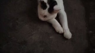 kucing tidur