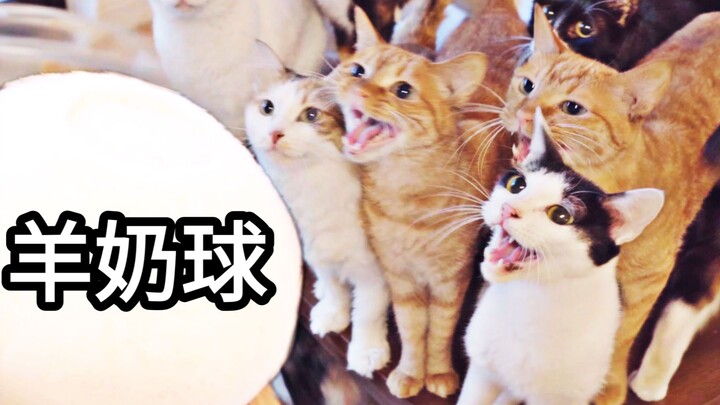 كرة الحليب اللذيذة تحوّلت إلى ميدان لرفس الخنازير! بعد المشاهدة، لن تحسد الخنازير بل ستحسد الكرة نفس