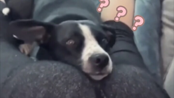 A Grand Showcase of Animal Strange Behaviors 230