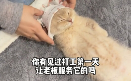小猫体验一百种职业之美甲师助理