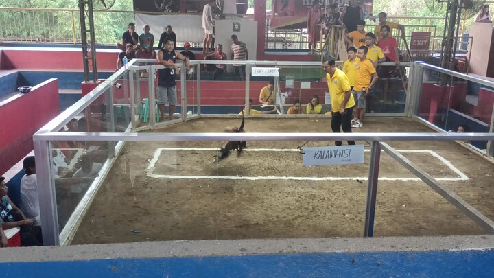YELLOW LEGGED HATCH 🐓 WIN