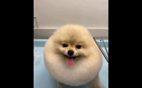 ทรงผมที่เธอทำให้ฉันมันบดบังรูปร่างเพรียวของฉันไปหมด ใครไม่รู้ก็คงคิดว่าฉันเป็นสายกินแน่ๆ!