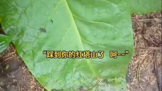 ขอโทษนะ เหยียบบุหรี่หงถ่าซานของคุณเข้าแล้ว