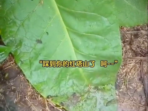 不好意思，踩到你的红塔山了