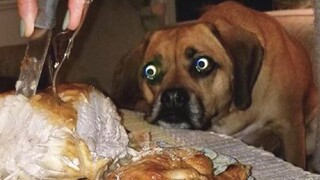 FUNNY DOGS, prepare yourself to CRY WITH LAUGHTER!