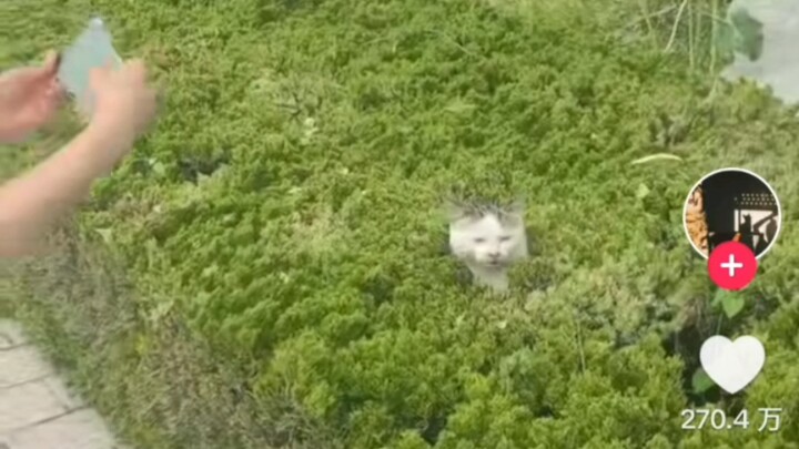 [TikTok] A domestic video of a cat’s head has racked up 2.7 million likes: “This is a special NPC th