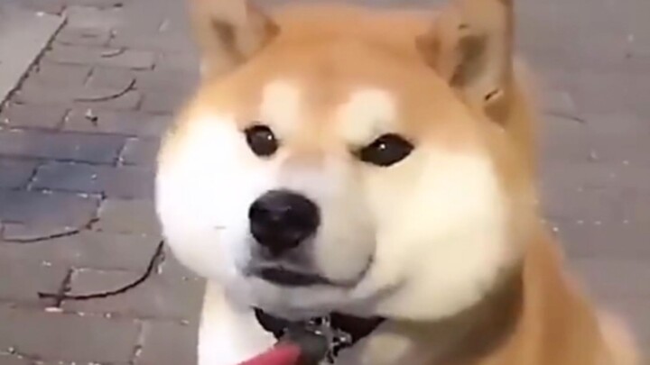 ช่ายช่าย: ตายก็ไม่ยอมไปเดินช้อปกับผู้หญิง