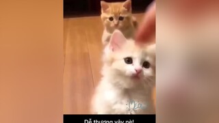 Mấy em meow cute pho mai quemeocute thucungdethuong meowmeow