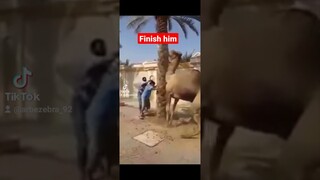 Camel bite - finish him.