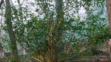 🇨🇳Ep.06 - Love In The Clouds(2025) Eng Sub