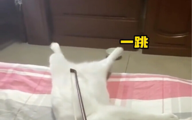 The kitten’s knee-jerk reflex is just too cute!