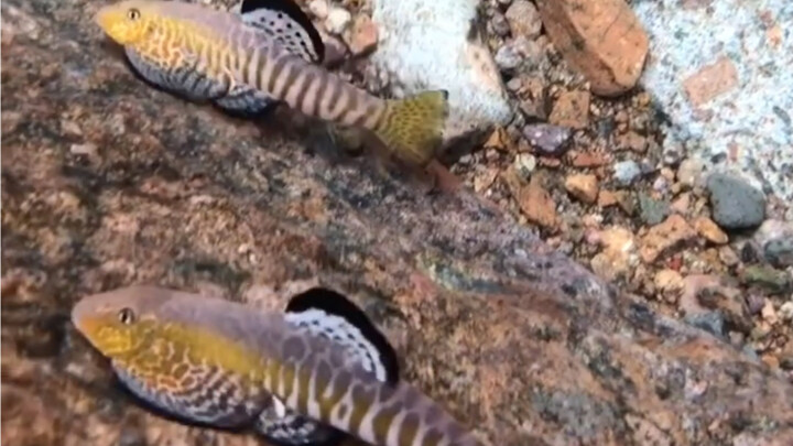 ما هي الأرواح الساكنة في مياه تشينغليو في تشجيانغ؟