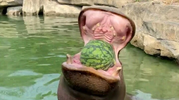 Small mouth, but big ears.