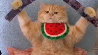 Apakah Anda menyukai kucing kecil yang super lucu ini?