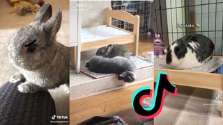 TikToks That Have a Fluffy Tail - Rabbit Side of TikTok #6