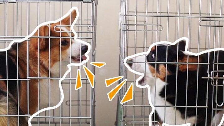 Dog|A Quarrel Between Corgis