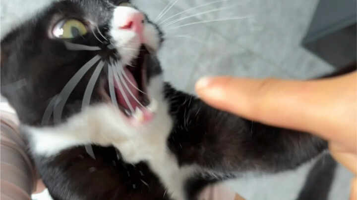 เลี้ยงแมวสายพันธุ์นมนี่แหละสนุกกว่า