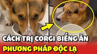 Cách trị Corgi BIẾNG ĂN theo phương pháp vô cùng ĐỘC LẠ 😂 | Yêu Lu