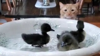 Video by Cute Pet Club (16)