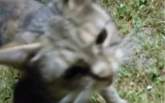 tantangan beatbox kucing bagian 2