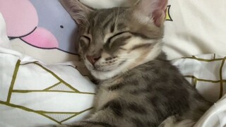 I slept with a stray cat = =