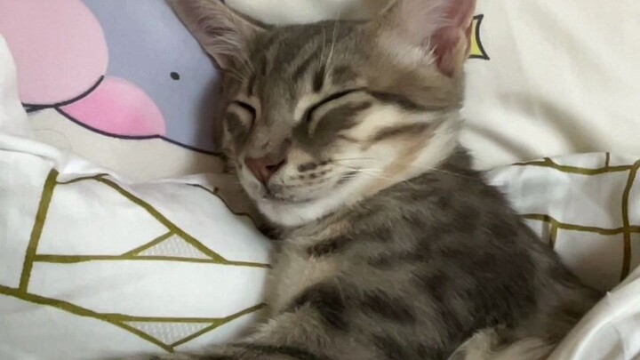 ฉันนอนกับแมวจรจัด = =