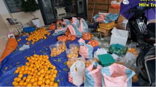 #651 Sau 2 ngày, Hải và A Thái chồng Hạnh đã bán hết hàng tấn cam. Xin chân thàn