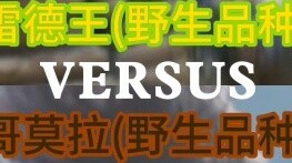 [Cuộc chiến với quái vật lớn] Ngô trên lõi ngô vs. Khủng long điện hạ