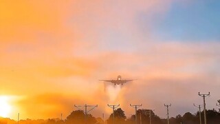 Tiga Pohon Termahal di Dunia