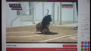 Machine kelso in action #4